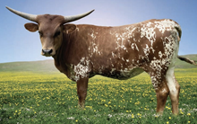 WHC Cowboy Tuff's Grace